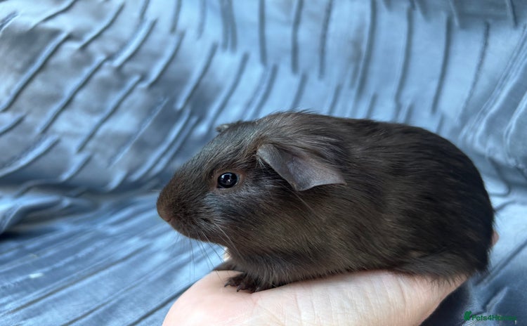 Guinea Pig rodents - Advert 3