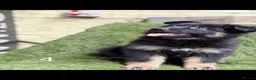 German Shepherd dogs for sale: German Shepard puppies  - Advert 16