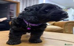 Cockapoo dogs for sale: Cockapoo Female Puppy - Ready to leave in 1 week - Image 5