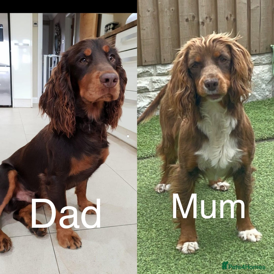 Cocker Spaniel dogs for sale: Make Working cocker spaniel puppies  - Image 2