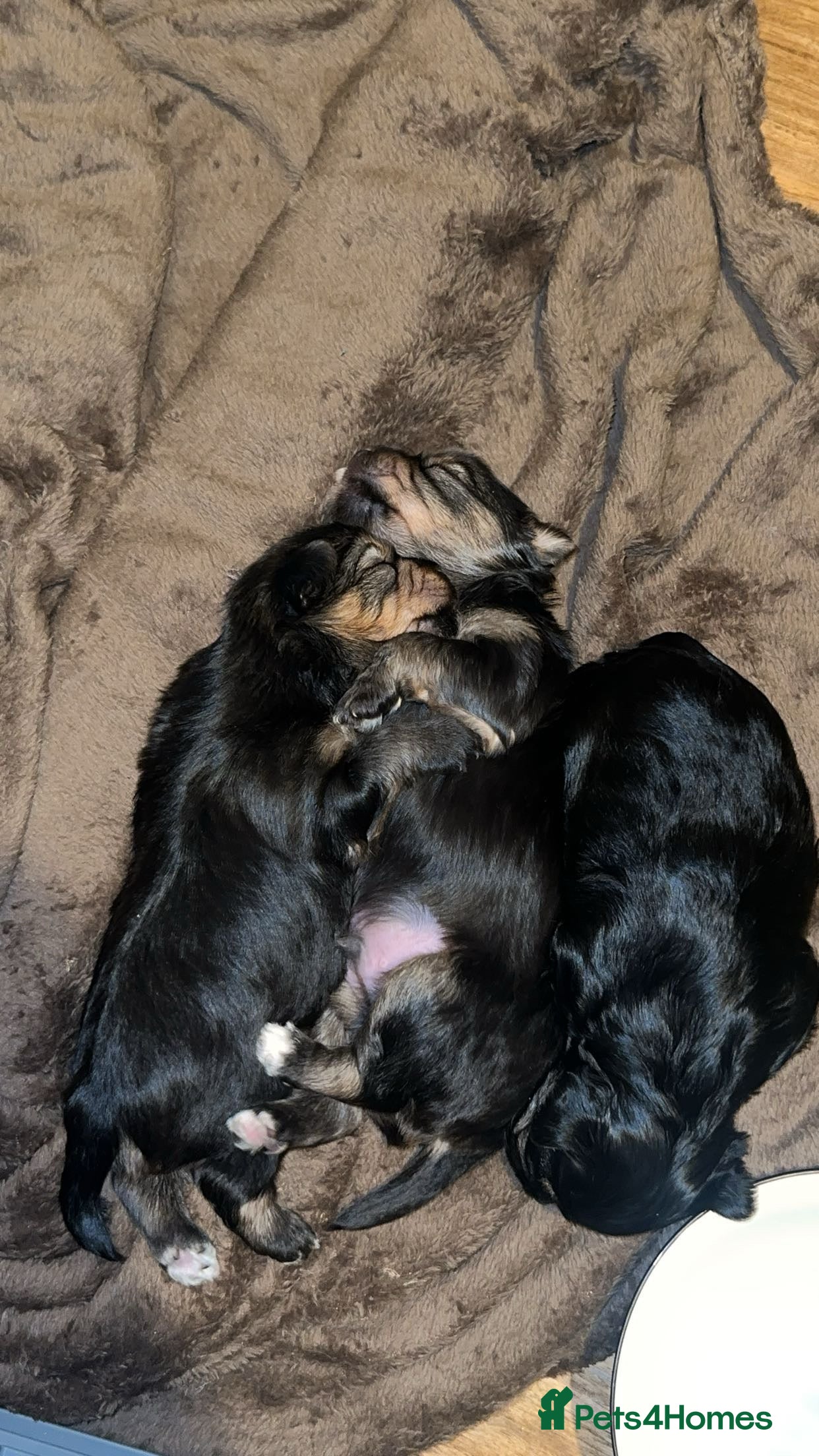 Yorkshire Terrier dogs 🐾✨ Tiny Paws, Big Love! ✨🐾 - Advert 4