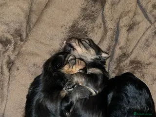 Yorkshire Terrier dogs 🐾✨ Tiny Paws, Big Love! ✨🐾 - Advert 4