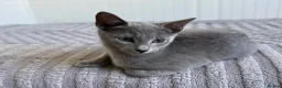 Russian Blue cats for sale: Russian Blue Boy - Advert 2