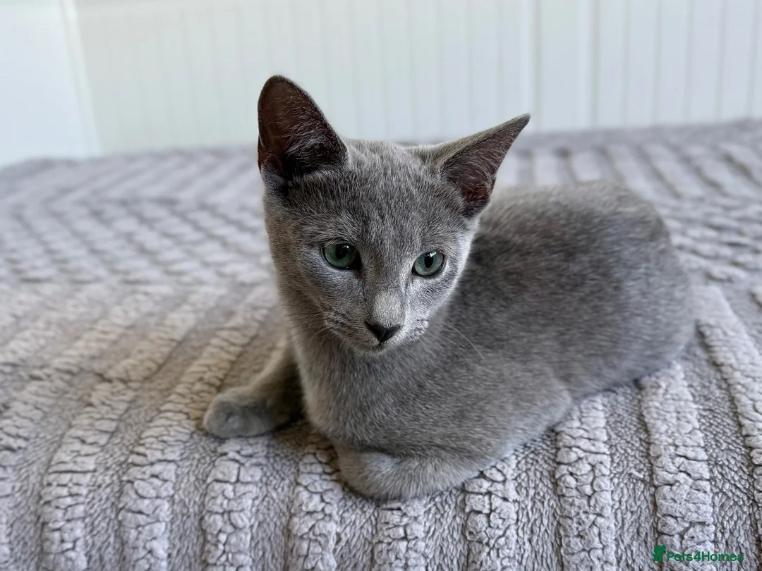 Russian Blue cats for sale: Russian Blue Boy - Advert 2