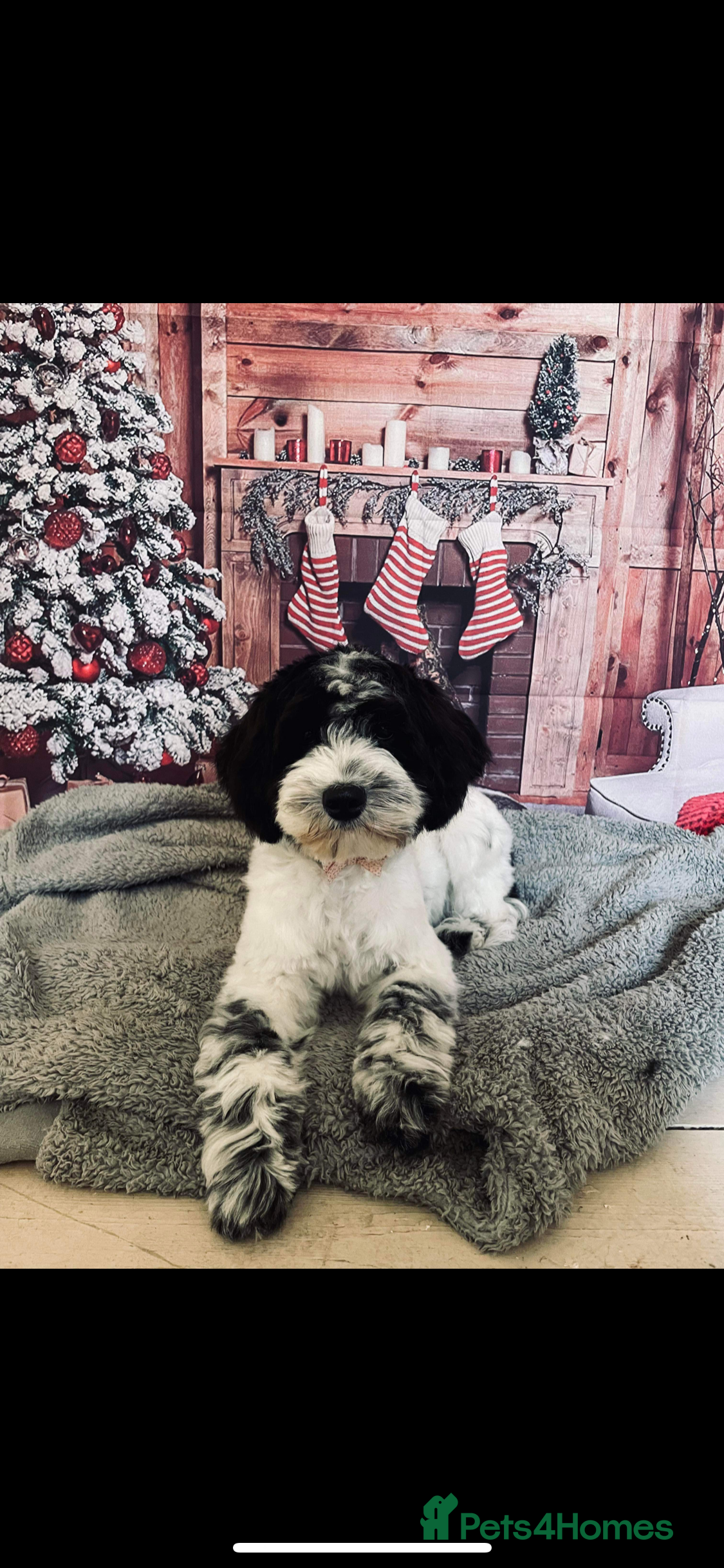 Cockapoo dogs 2 year old cockapoo  - Advert 1