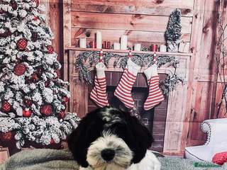 Cockapoo dogs 2 year old cockapoo - Advert 1