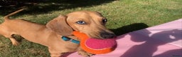Miniature Dachshund dogs for stud: Miniature Red Dapple - KC Reg in Sheffield - Advert 2