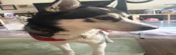 Siberian Husky dogs for sale: Siberian Huskies 12 week old female ready now  - Advert 10