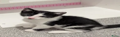 Mixed Breed Kitten 2