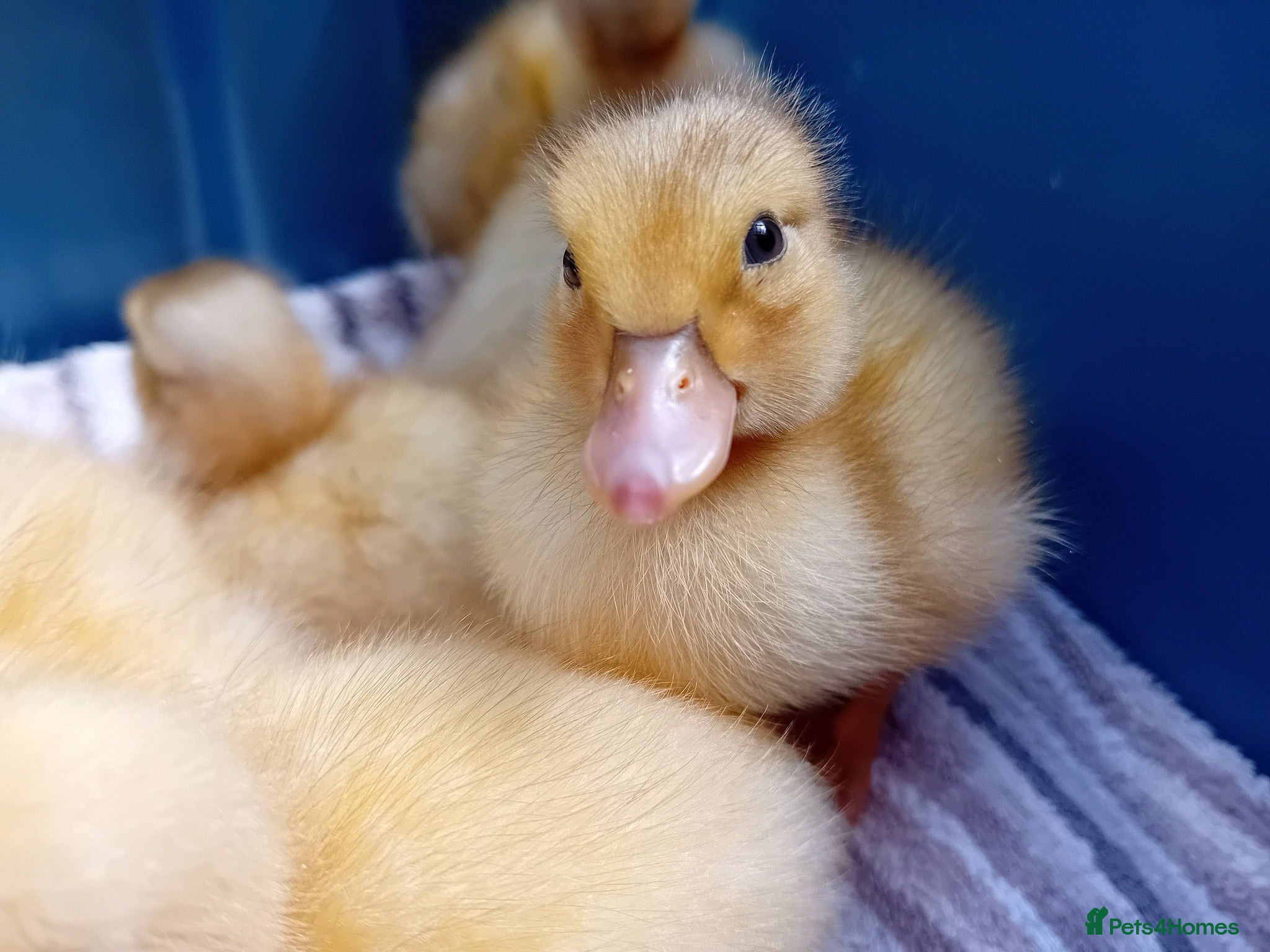 Ducks poultry for sale: Miniature Apricot Call Ducklings Available - Advert 2