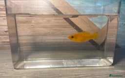 Mollies fish for sale: Broodstock Saffron Molly XL - Image 2