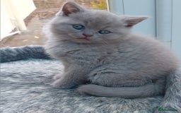 British Shorthair cats for sale: Gorgeous British short-hair kittens  - Image 19