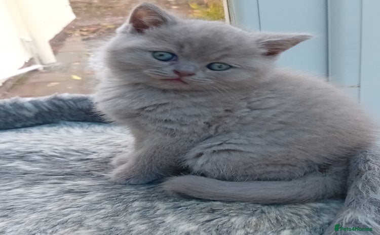 British Shorthair cats - Advert 11