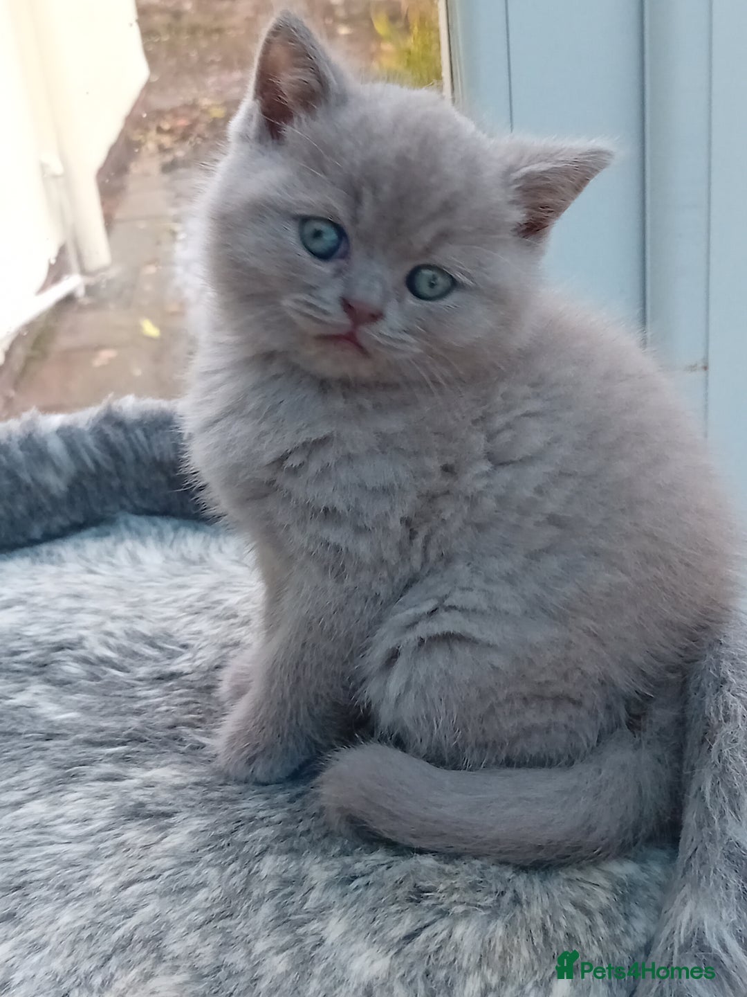 British Shorthair cats for sale: Gorgeous British short-hair kittens  - Image 19