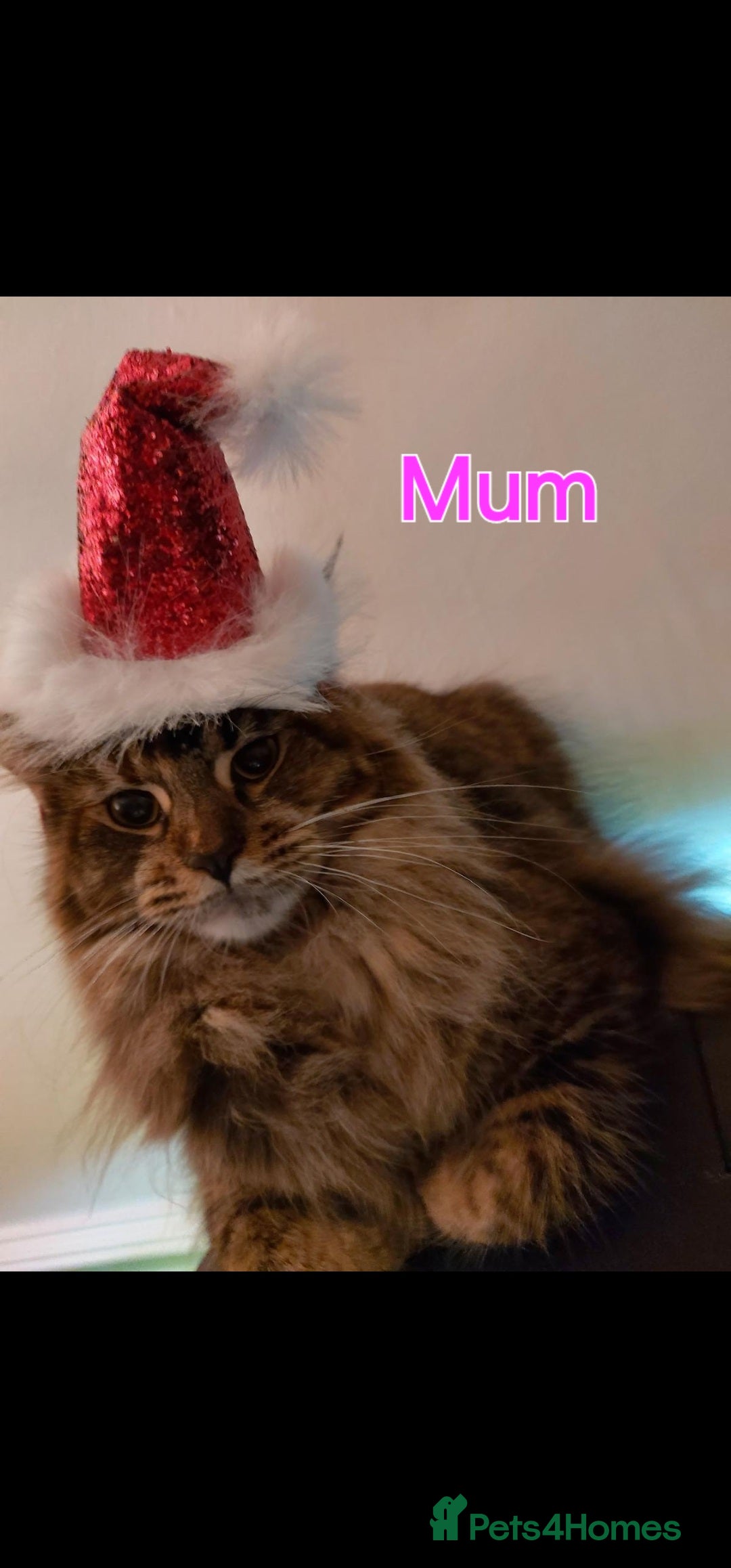 Maine Coon cats for sale: GCCF Maine Coon Kittens  - Advert 9