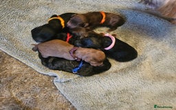 Bedlington Terrier dogs for sale: Bedlington whippet x bedlington terrier  - Advert 2