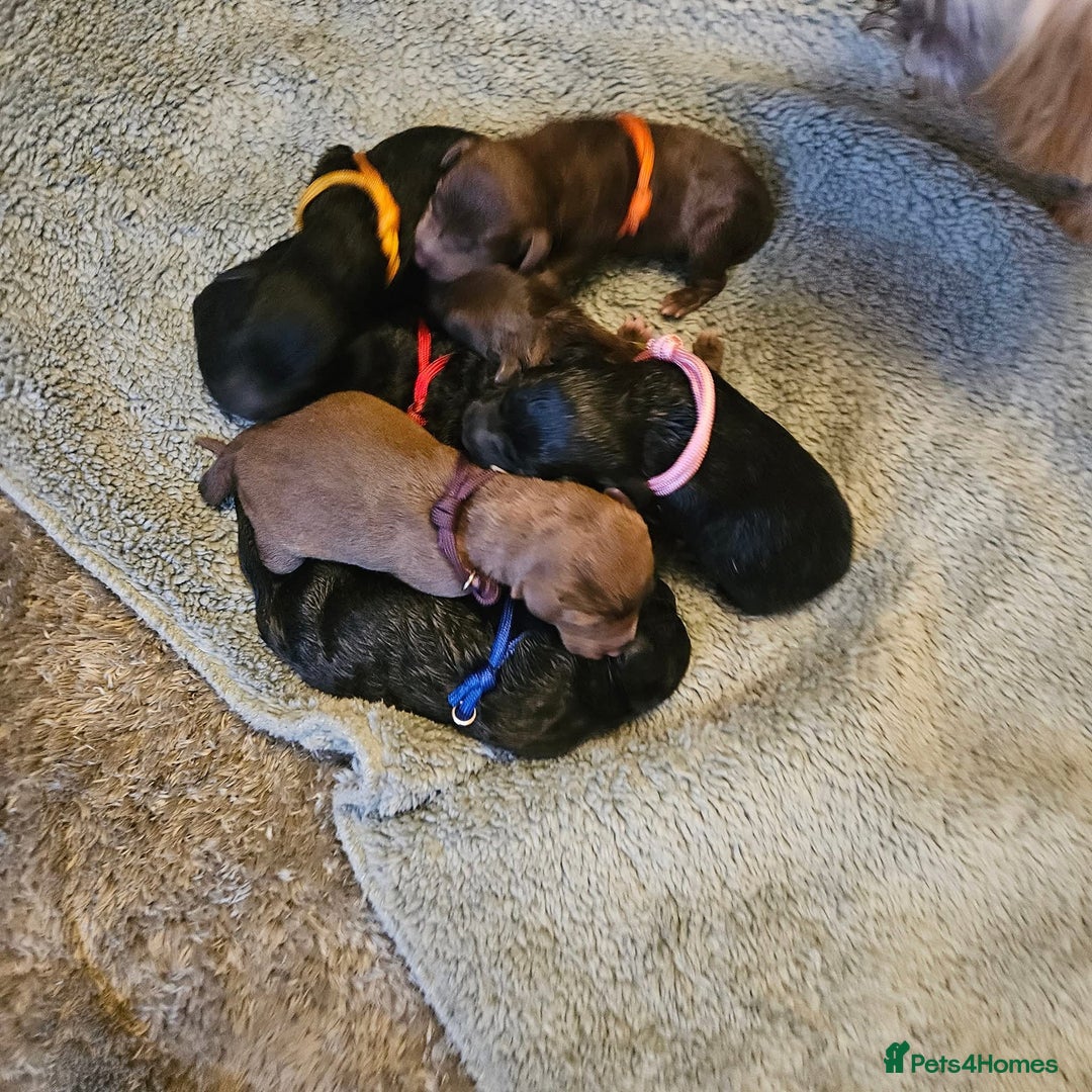 Bedlington Terrier dogs for sale: Bedlington whippet x bedlington terrier  - Advert 2