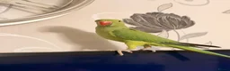 Parrots birds for sale: Ringnecked parrot - Advert 1