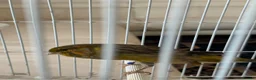 Canaries birds for sale: Yourkshire canary birds in Harrow - Advert 3