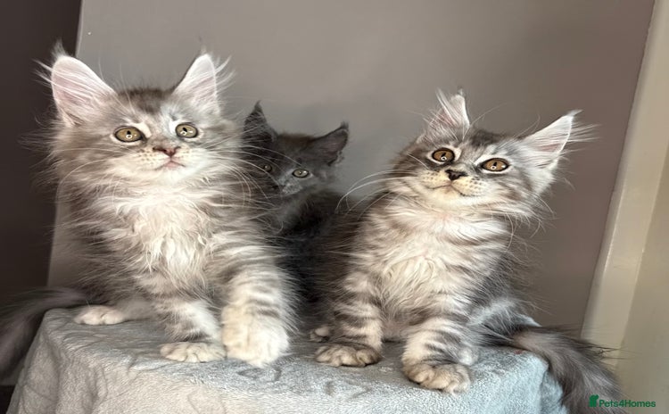 Maine Coon cats in Market Rasen - Advert 1