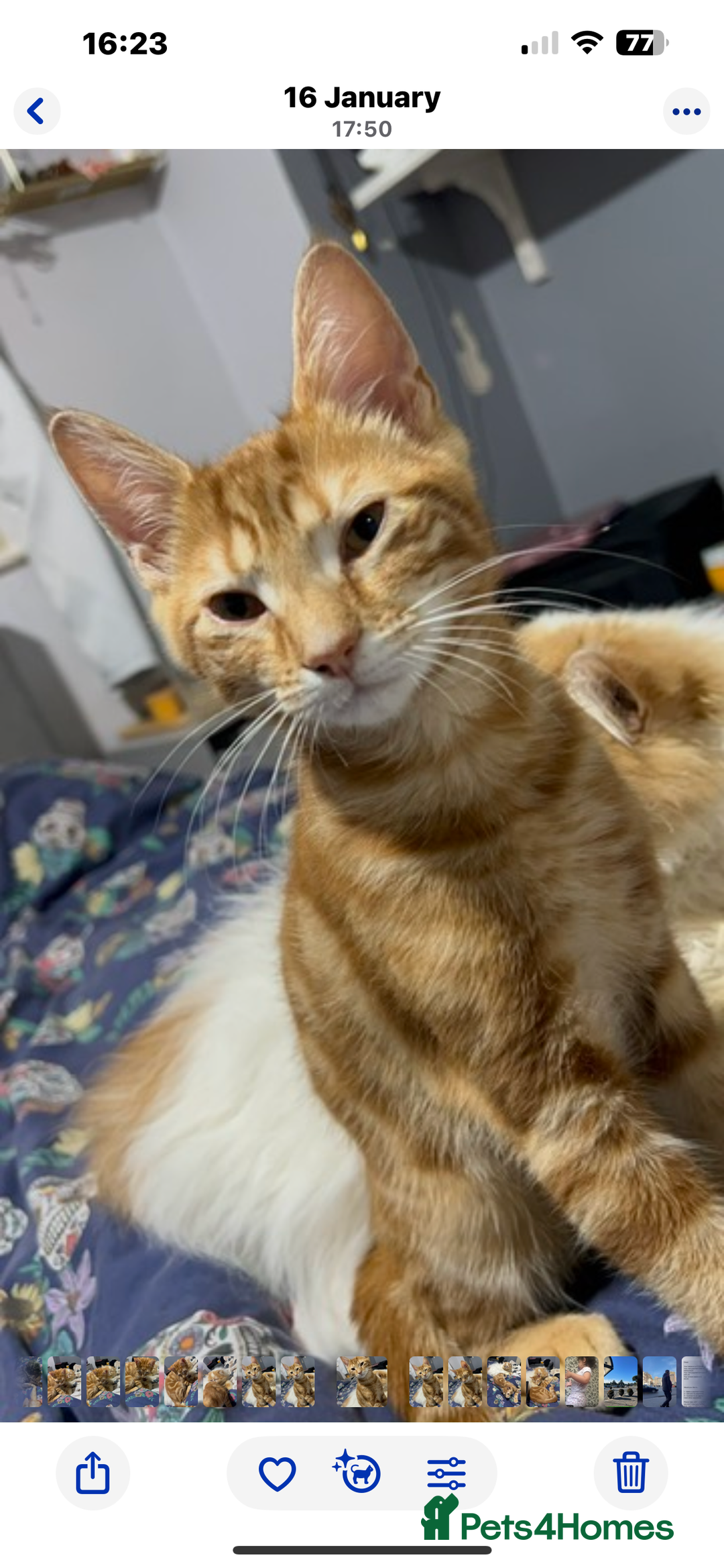 Mixed Breed cats for sale: Beautiful kittens - Advert 5