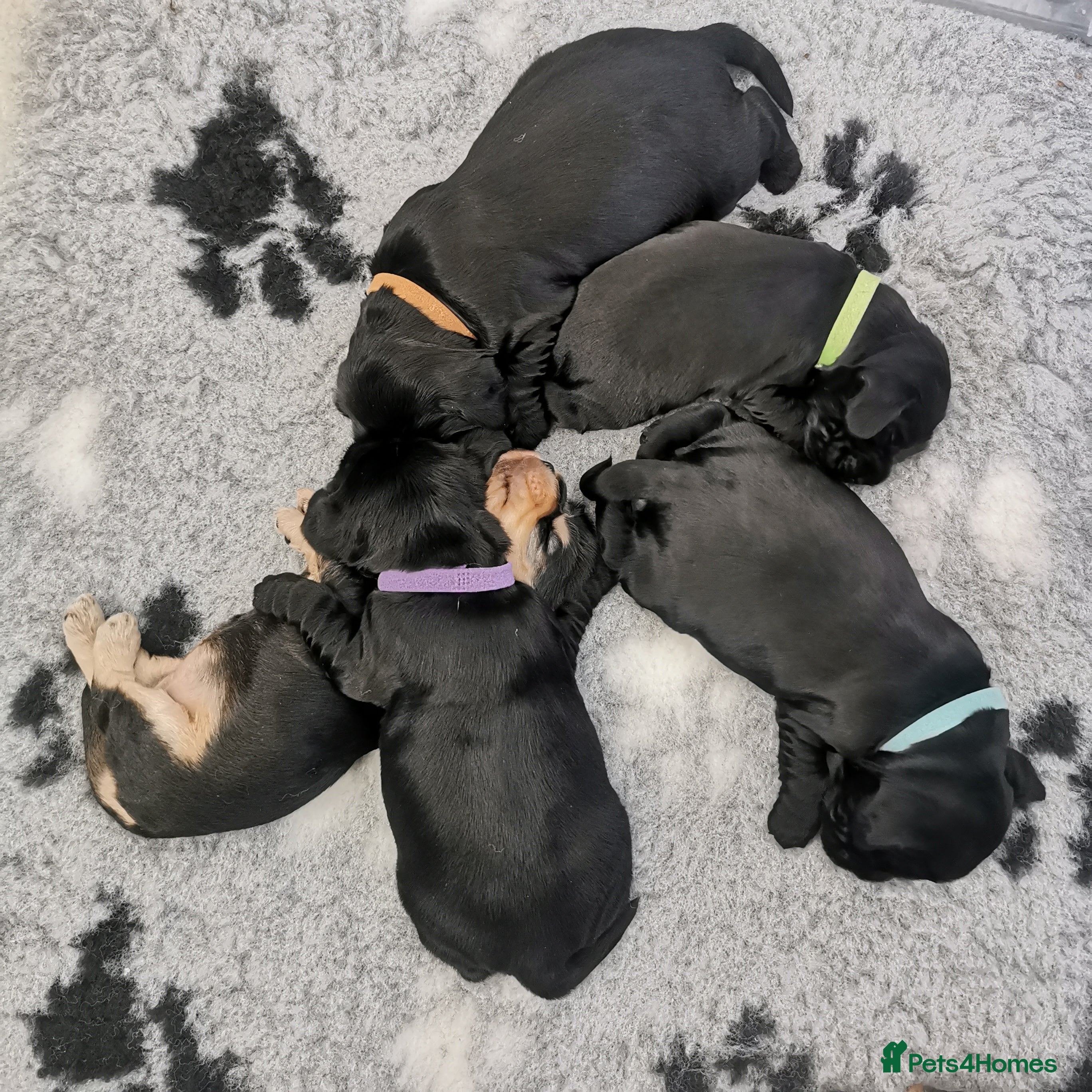 Cocker Spaniel dogs ☀️ DNA tested show type cocker spaniels puppies ☀️ - Advert 2