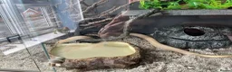 Snake reptiles for sale: Albino Hognose Snake - Advert 10