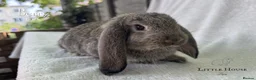French Lop rabbits for sale: Quality Showline French Lop Bunnies - Advert 3