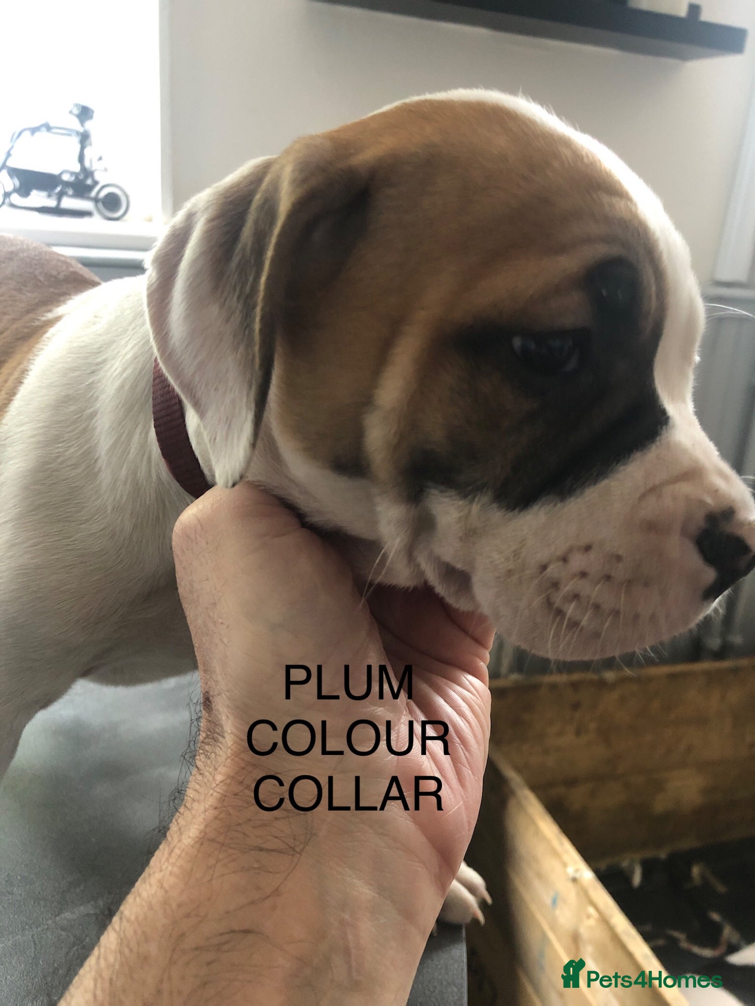 American Bulldog dogs American Bulldog Puppies  - Advert 10