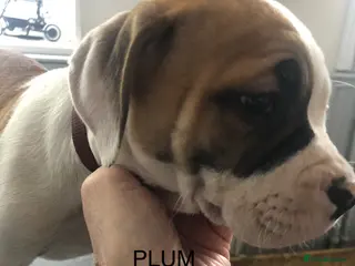 American Bulldog dogs American Bulldog Puppies - Advert 10