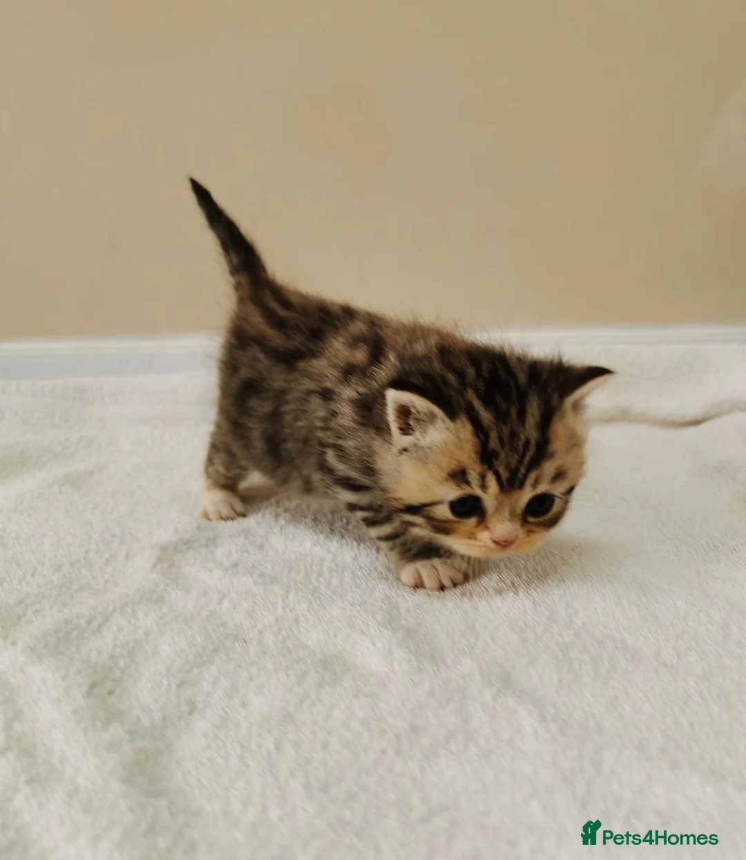 Mixed Breed cats for sale: Pedigree Persian exotic cross - Advert 7