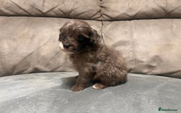 Cockapoo dogs for sale: 🐶F1 Cockerpoo Pups – Merle, Chocolate, Apricot 🐶 - Image 18