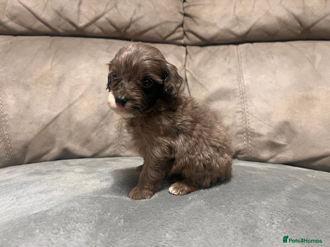 Cockapoo dogs for sale: 🐶F1 Cockerpoo Pups – Merle, Chocolate, Apricot 🐶 - Image 18