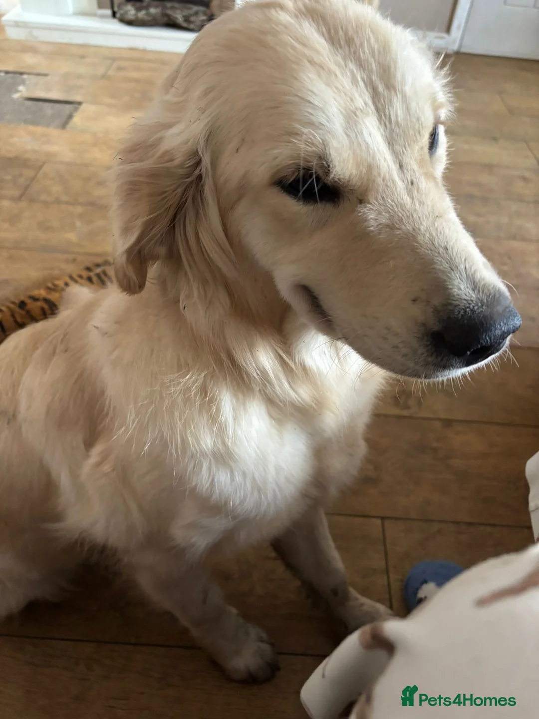 Golden Retriever dogs for sale: Health tested Golden Retriever  - Advert 5