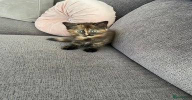 Mixed Breed cats - Advert 9