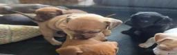 Mixed Breed dogs for sale: READY NOW Cocker Spaniel x Fenchie puppies - Advert 9