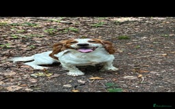 Sprocker dogs for sale: Sprockers - Image 9