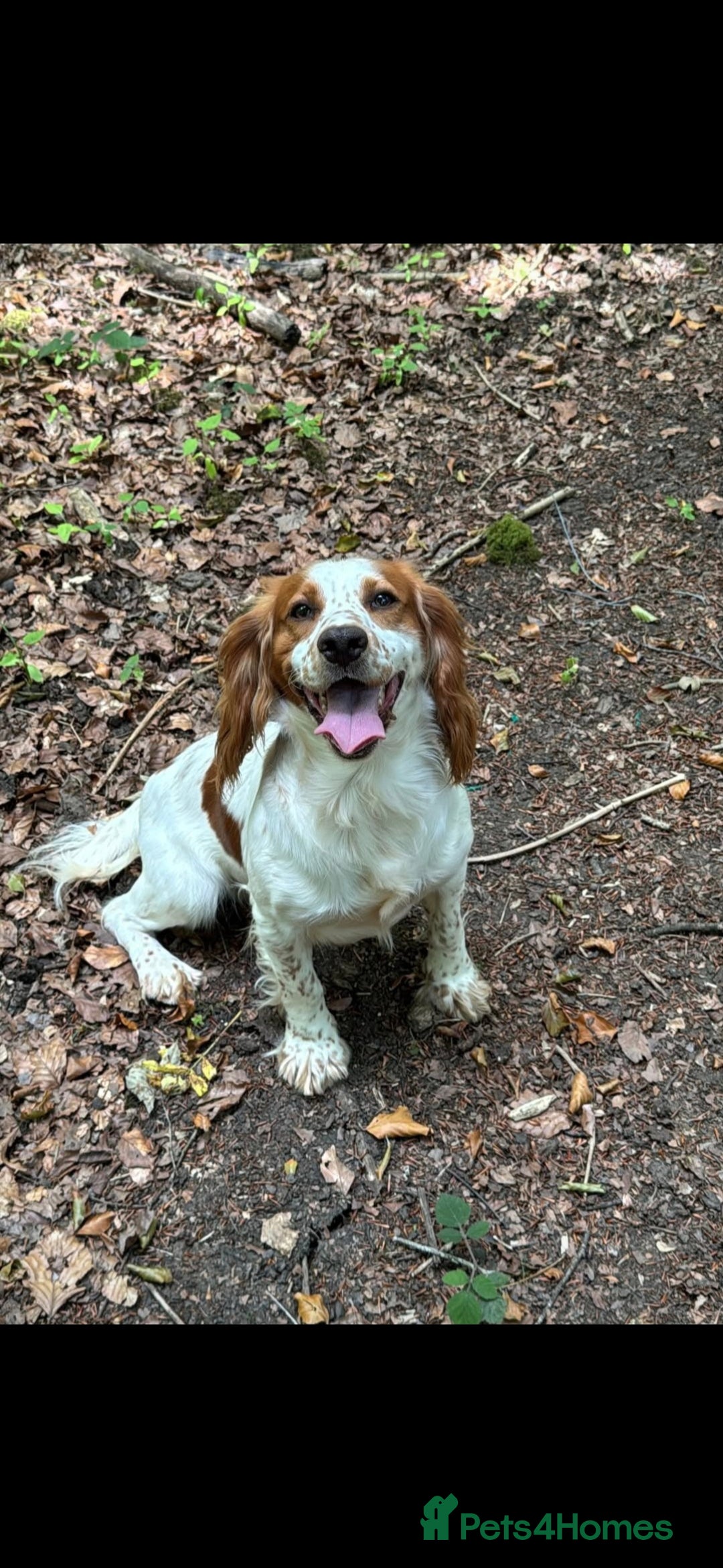 Sprocker dogs for sale: Sprockers - Image 9