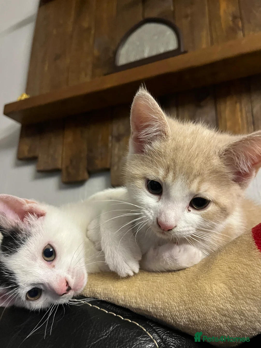 Mixed Breed cats for sale: 3 kittens for sale - Advert 8