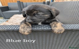 Mixed Breed dogs for sale: Golden Shepherd Puppies  - Image 15