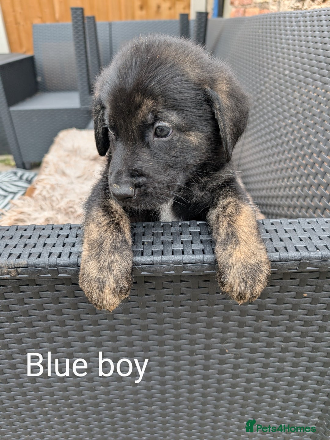 Mixed Breed dogs for sale: Golden Shepherd Puppies  - Image 15