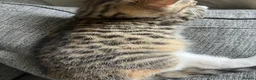Mixed Breed cats for sale: 3 Left - Mixed Breed Pedigree Cross Kittens M/F - Advert 3