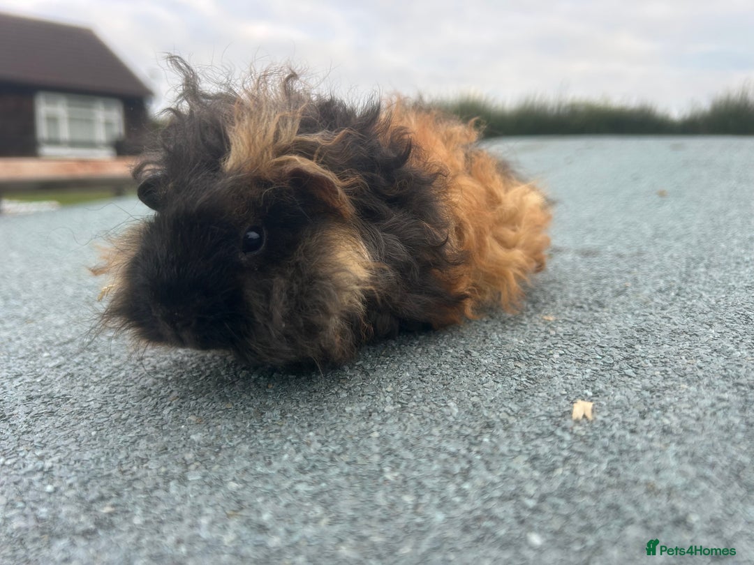 Guinea Pig rodents for sale: Female and male Lunkarya guinea pigs for sale in Goole - Image 8