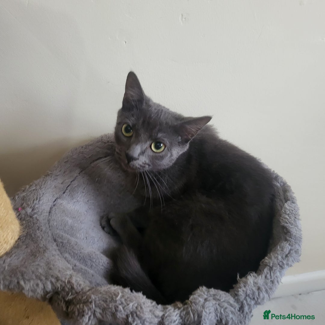 Mixed Breed cats for sale: 4 kittens ready for homes  - Advert 2