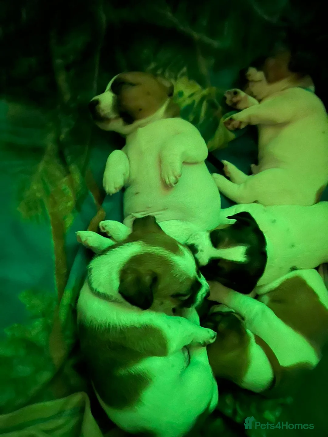 Jack Russell dogs for stud: Handsome Jack Russel boy for Stud in Doncaster - Advert 14