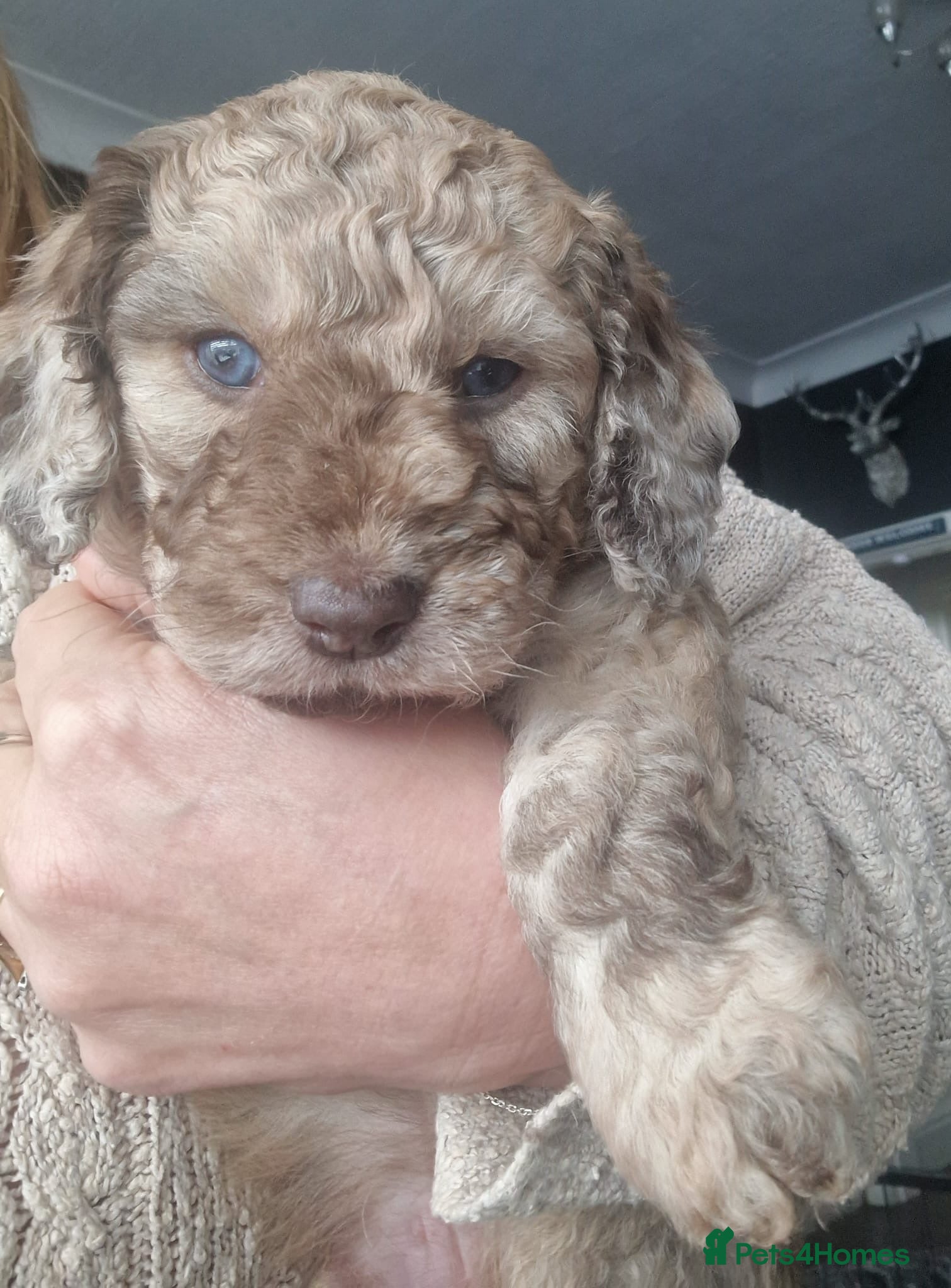 Mixed Breed dogs Gorgeous Multigen puppies - Advert 2