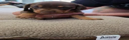 Miniature Dachshund dogs for sale: Miniature dashhound  - Advert 15