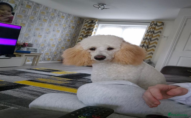 Miniature Poodle dogs - Advert 3