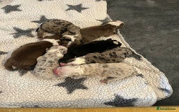 Olde English Bulldogge dogs for stud: BLUE MERLE OEB FOR STUD  in Leeds - Image 14