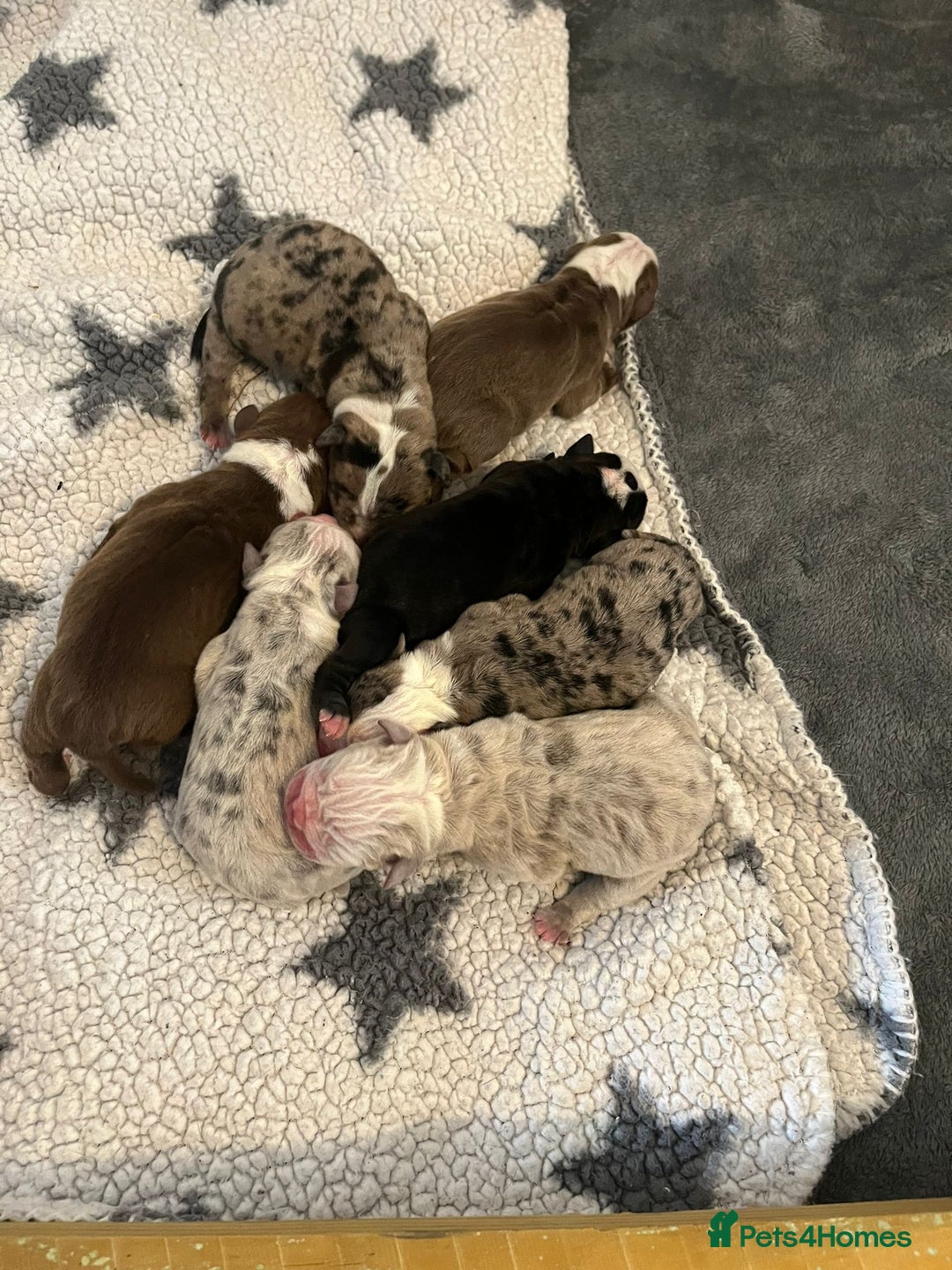 Olde English Bulldogge dogs for stud: BLUE MERLE OEB FOR STUD  in Leeds - Image 14